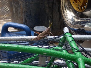 O Grilo curtindo em cima da gaiola do meu equipamento a bonanza da chuva